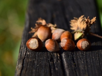 Conoscete i brutti ma buoni alle nocciole?